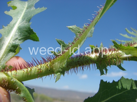 lettuce, prickly